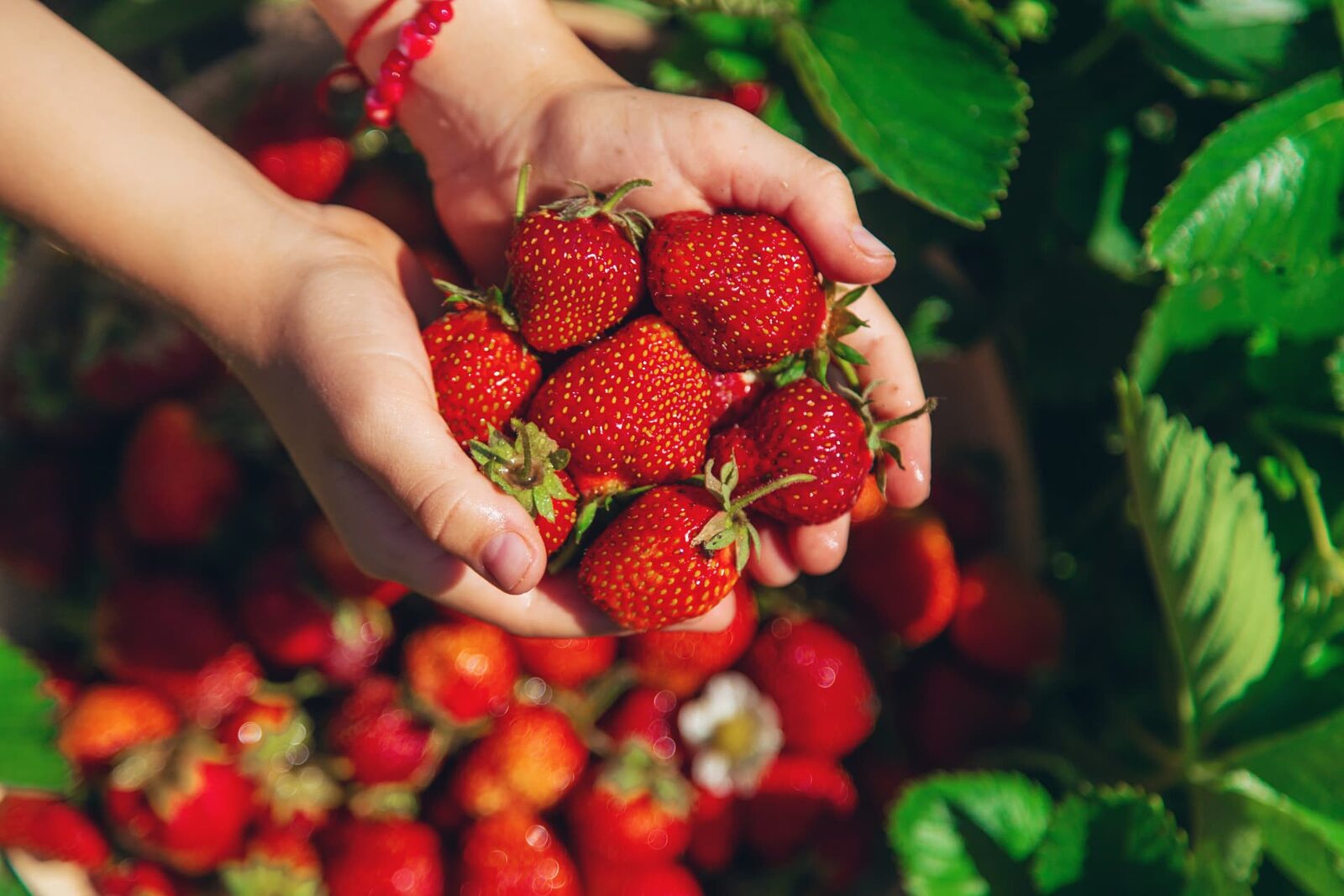 Frische Erdbeeren als Nachtisch